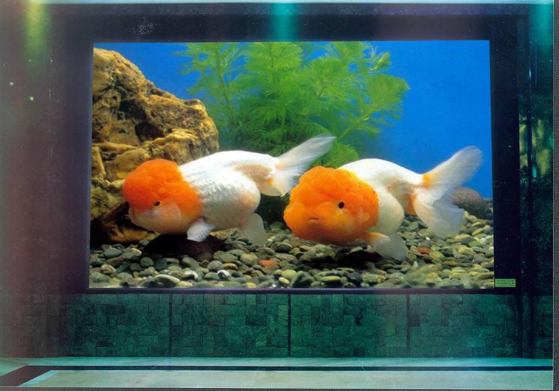 蜀南竹海室内全彩屏